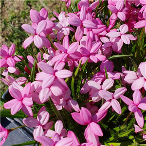 Rhodohypoxis Milloides 'Giant Pink'